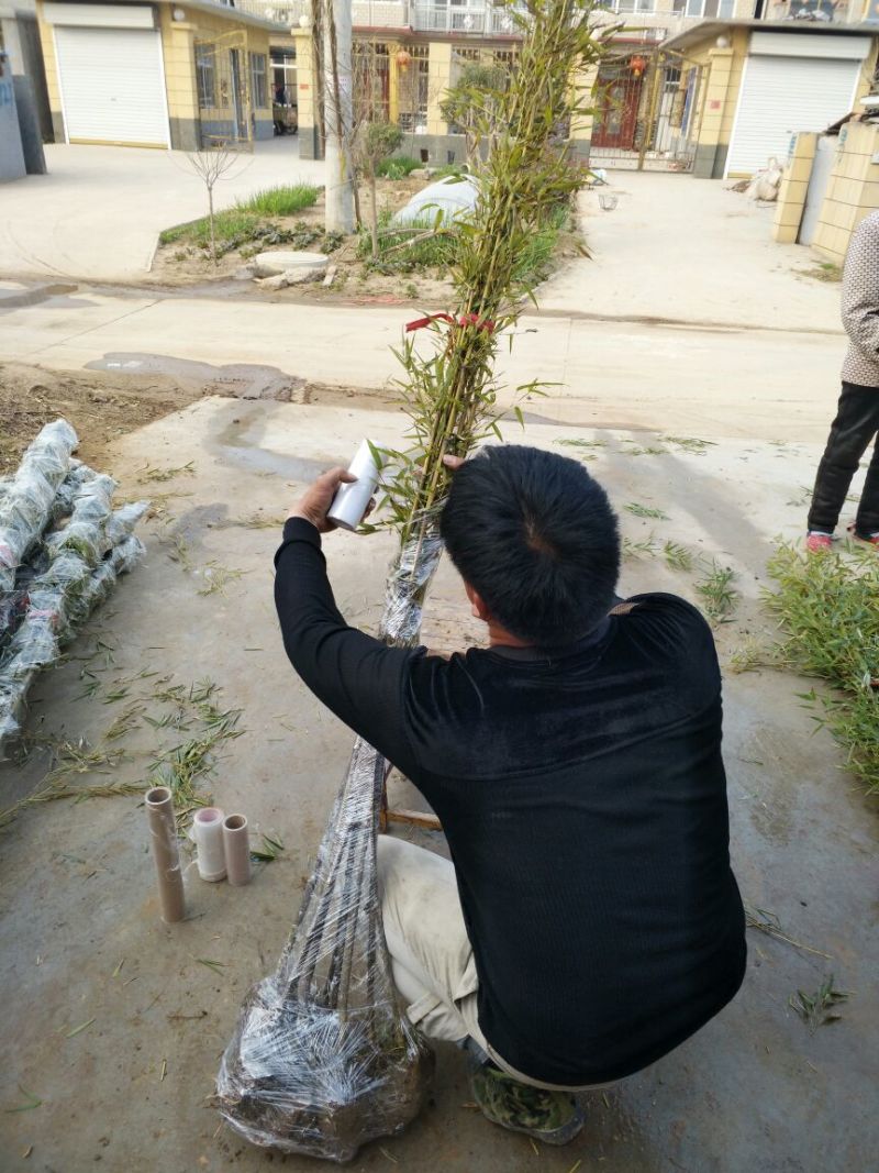 紫竹苗别名黑竹墨竹竹茹乌竹庭院绿化盆栽竹子