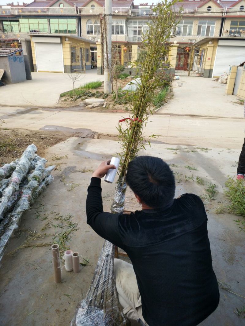 紫竹苗别名黑竹墨竹竹茹乌竹庭院绿化盆栽竹子