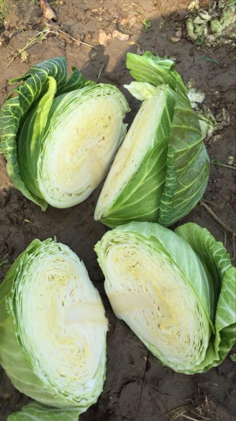 扁包菜2~3公斤精品