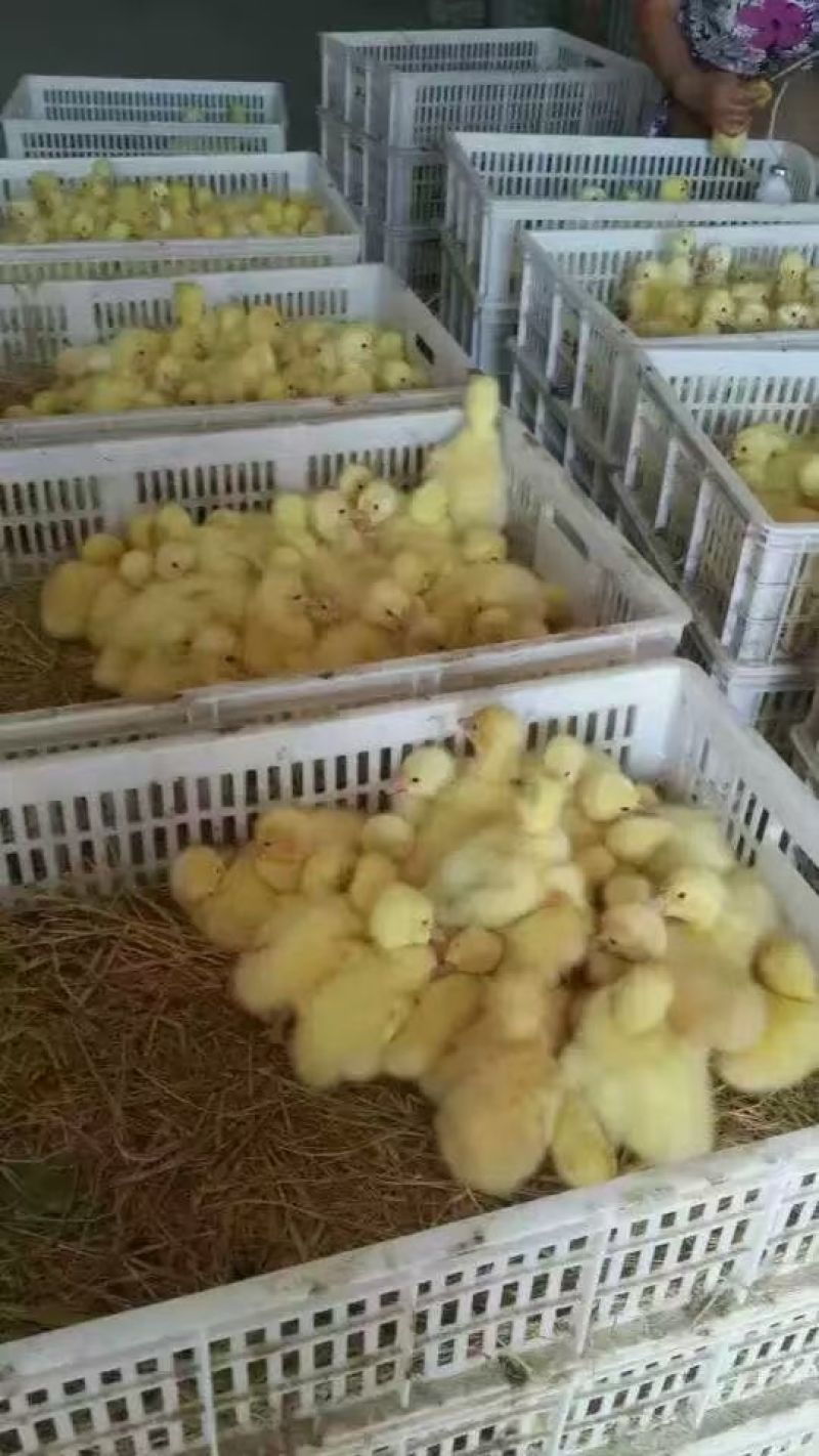 常年出售各种鸡鸭鹅苗高价回收成品
