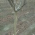 红花紫薇2~3米4~6cm2.5~3米
