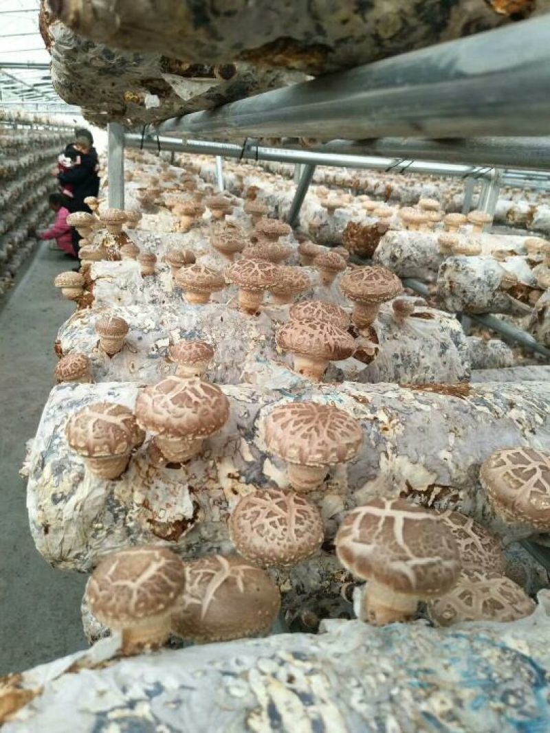 鲜香菇不开伞1%干货2.5~3cm