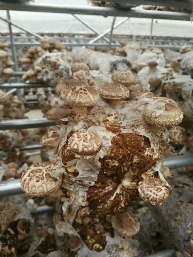 鲜香菇不开伞1%干货2.5~3cm