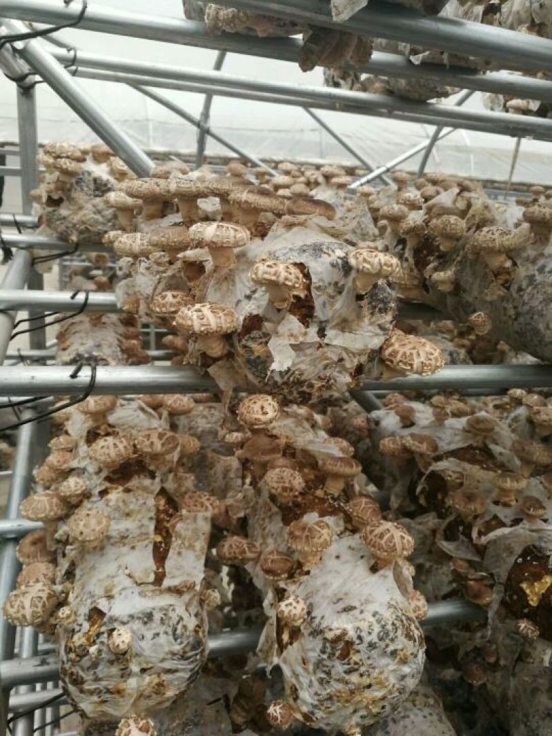 鲜香菇不开伞1%干货2.5~3cm