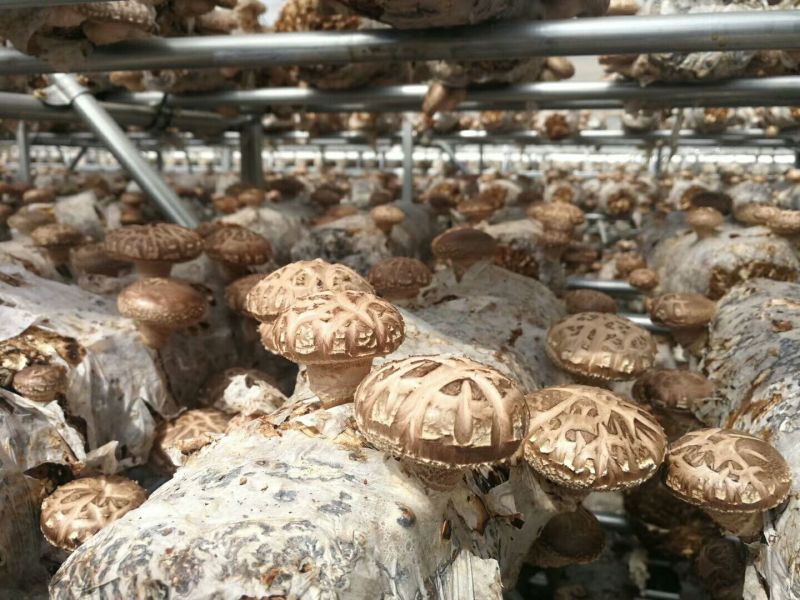 鲜香菇不开伞1%干货2.5~3cm