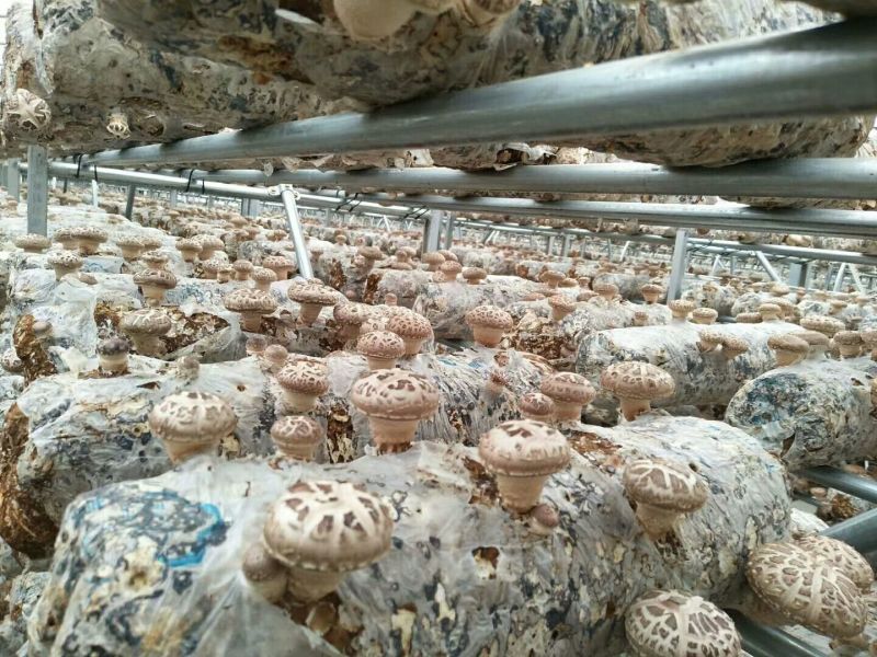 鲜香菇不开伞1%干货2.5~3cm