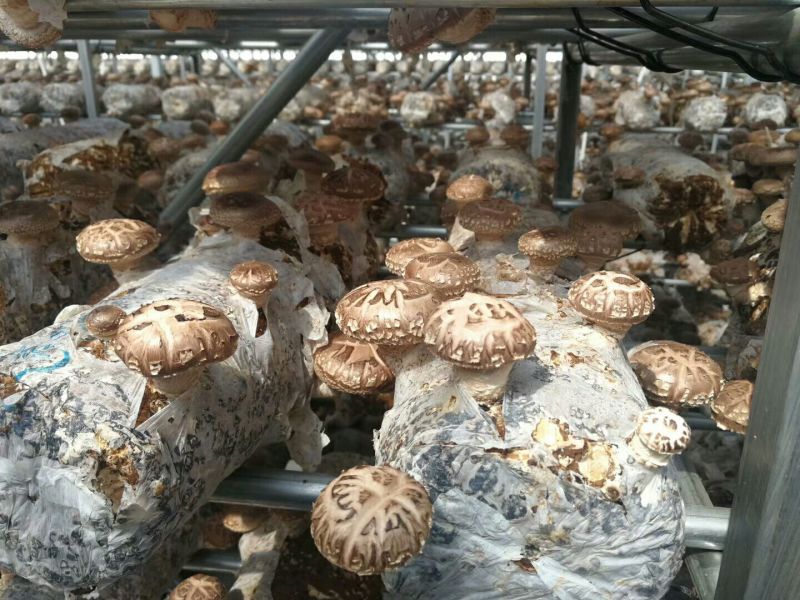 鲜香菇不开伞1%干货2.5~3cm