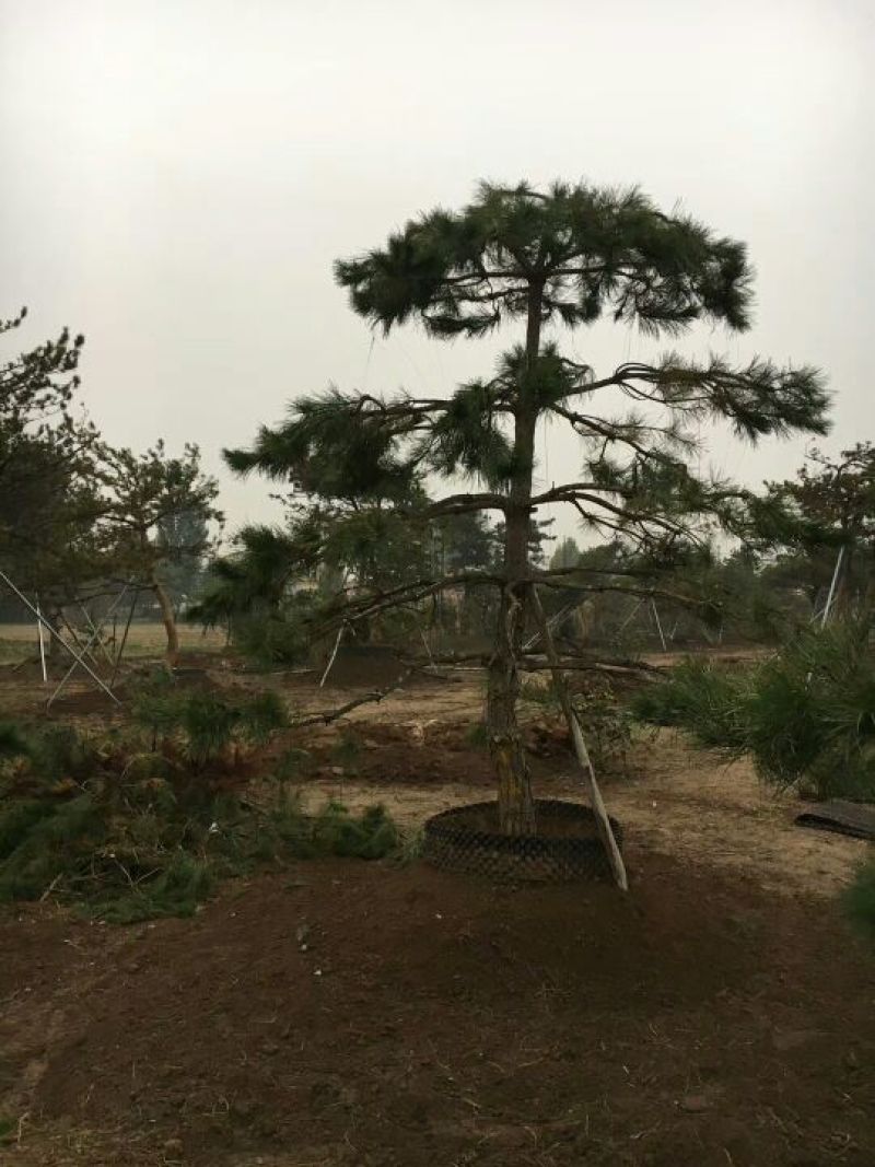 法桐8~10cm10~12cm3.5~4米2~3米