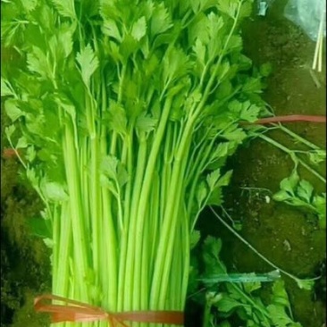 皇后芹菜75cm以上