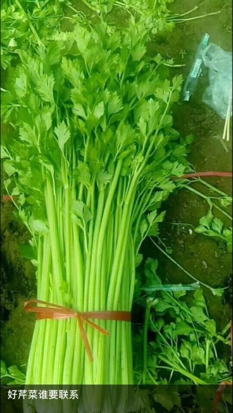 皇后芹菜75cm以上