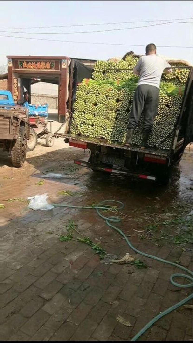 皇后芹菜75cm以上