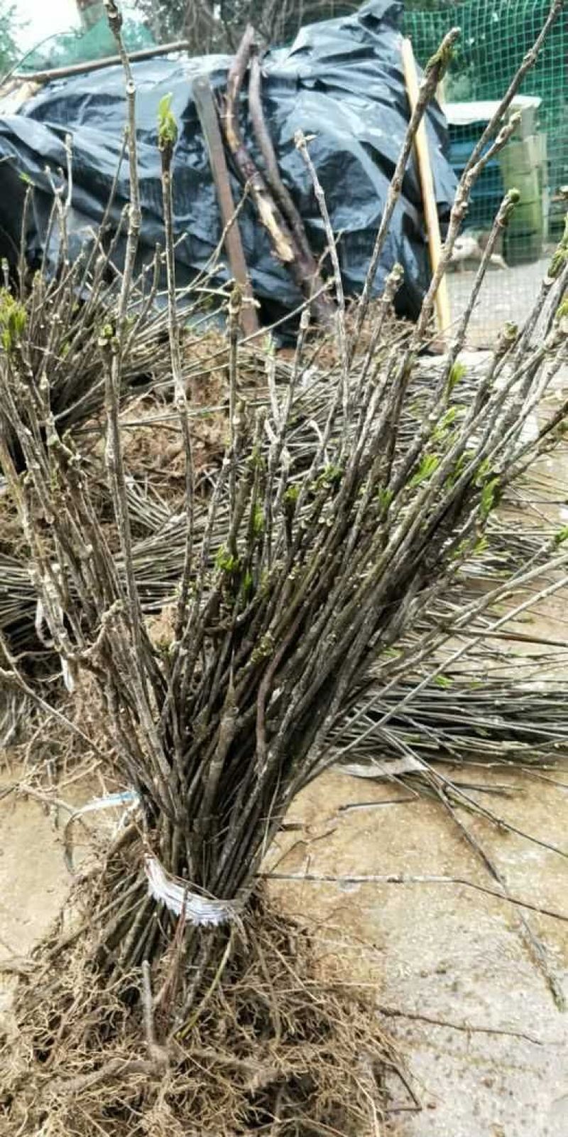 吴茱萸苗吴茱萸苗送生根粉