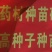 吴茱萸苗吴茱萸苗送生根粉