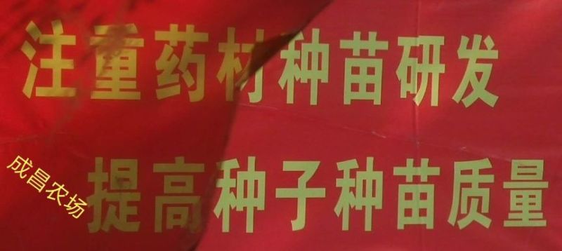 吴茱萸苗吴茱萸苗送生根粉
