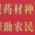 吴茱萸苗吴茱萸苗送生根粉