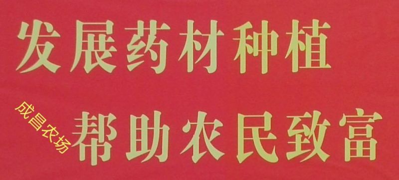 吴茱萸苗吴茱萸苗送生根粉