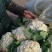 白面青梗松花菜2~3斤散花产地批发/欢迎采购咨询合