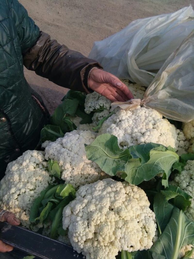 白面青梗松花菜2~3斤散花产地批发/欢迎采购咨询合
