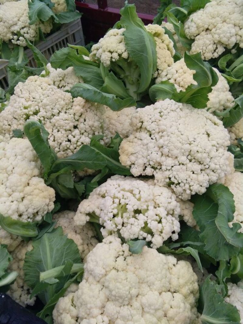 白面青梗松花菜2~3斤散花产地批发/欢迎采购咨询合