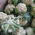 白面青梗松花菜2~3斤散花产地批发/欢迎采购咨询合