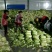 北京新三号白菜4~6斤，河北唐山滦南县，
