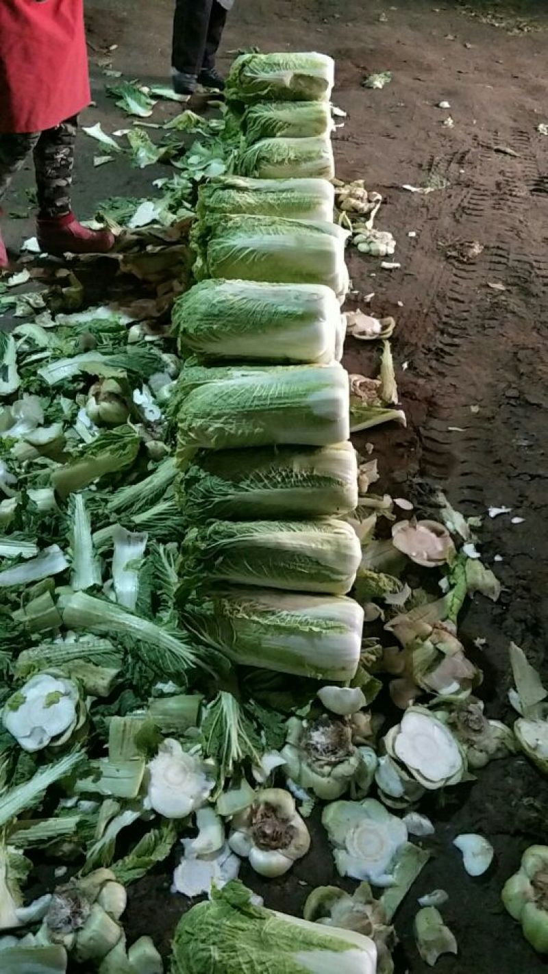 北京新三号白菜4~6斤，河北唐山滦南县，