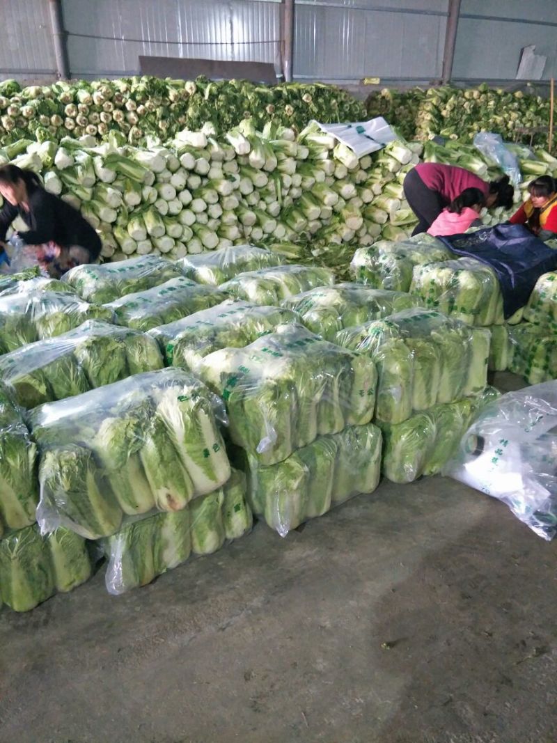 北京新三号白菜4~6斤，河北唐山滦南县，