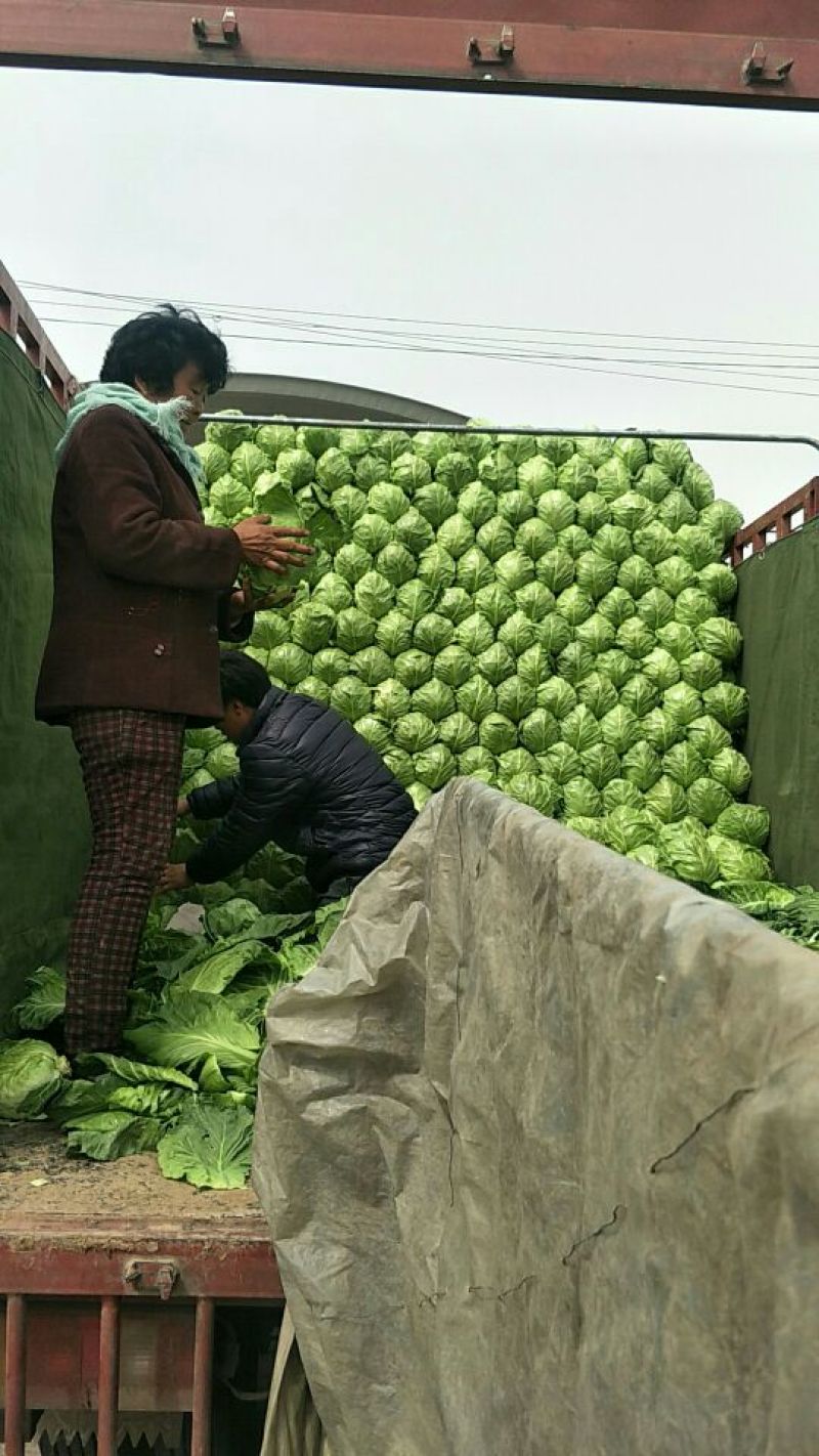 河北唐山市滦南县疏菜基地盛产，超市直供，