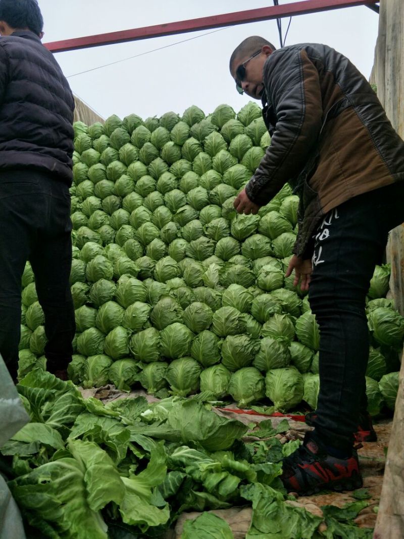 河北唐山市滦南县疏菜基地盛产，超市直供，