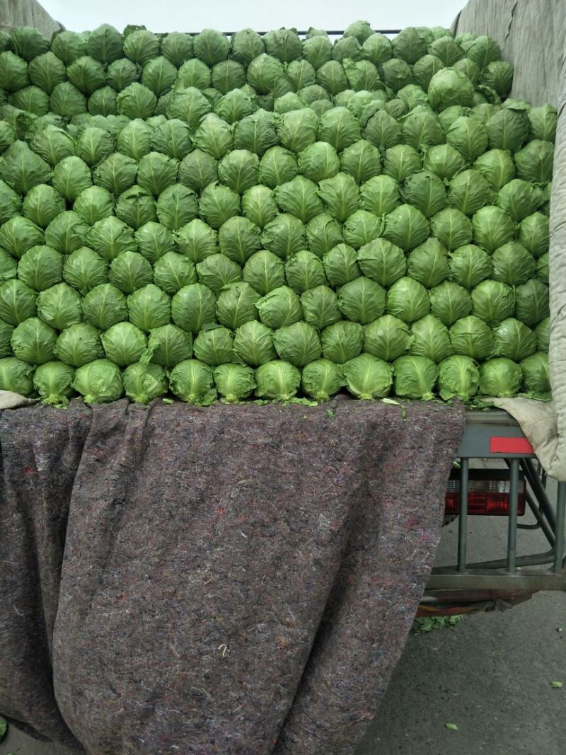 基地盛产，超市直供精品8398甘蓝2斤左右，