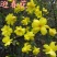 迎春花苗30~40cm