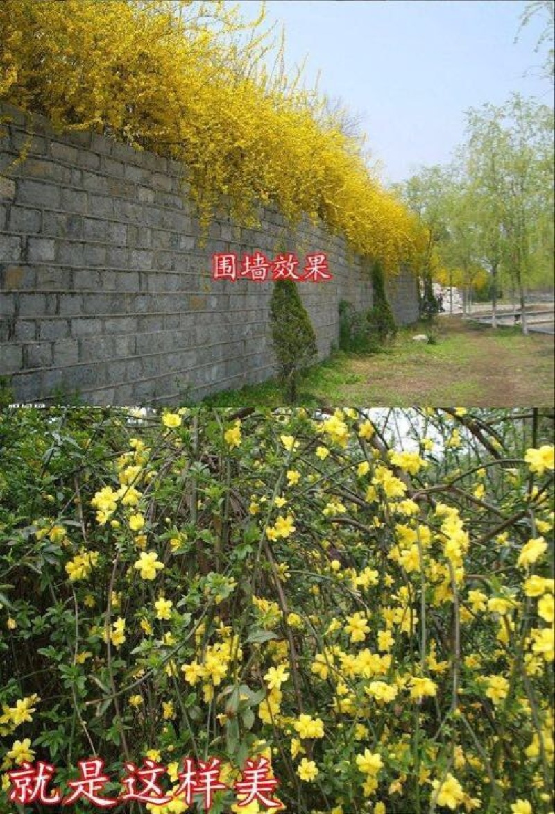 迎春花苗30~40cm
