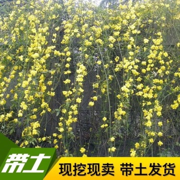 迎春花苗30~40cm