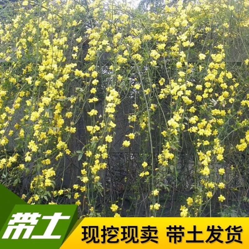迎春花苗30~40cm