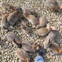 杂交野兔商品兔3~5斤包活到家活体发货