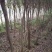 红河榕红皮榕，小叶榕