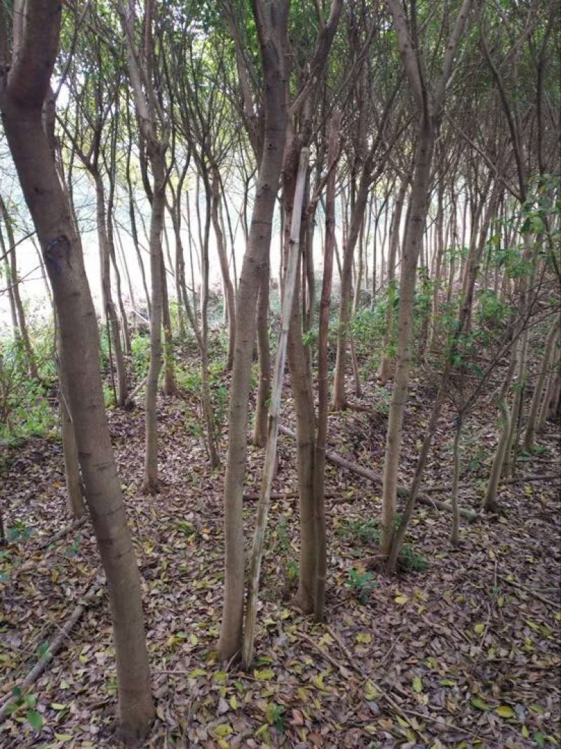 红河榕红皮榕，小叶榕