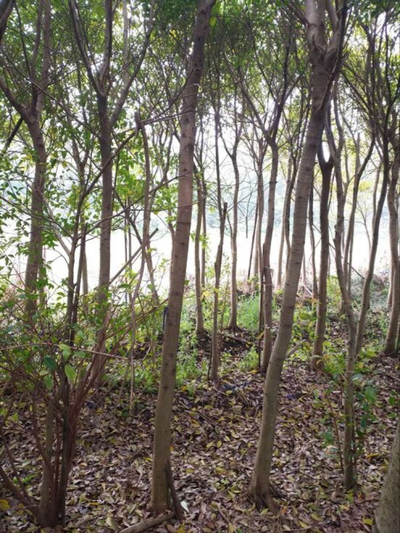 红河榕红皮榕，小叶榕