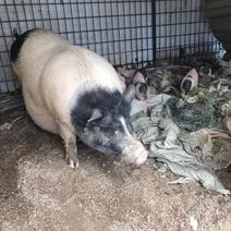 巴马香猪仔猪20~60斤常年批发零售大小香猪