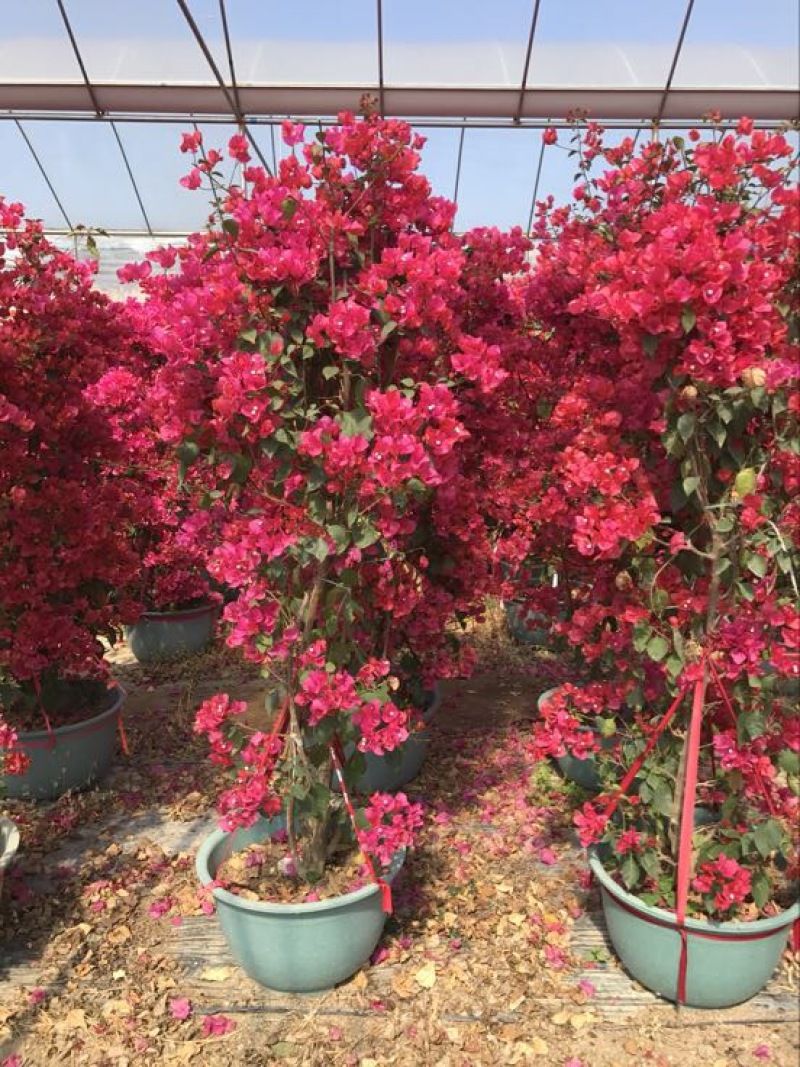 三角梅四川叶子花，海南三角梅