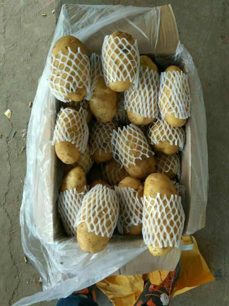 山东省济南市平阴县，荷兰十五，士豆，大量供应，质量好，