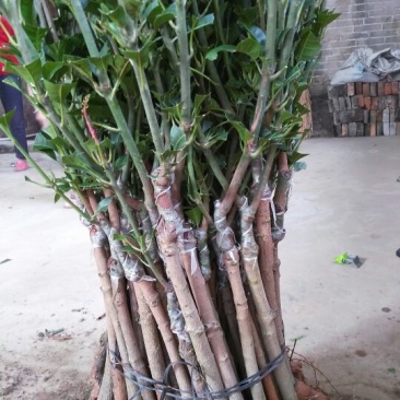 金煌芒树苗1~1.5m