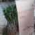 金煌芒树苗1~1.5m