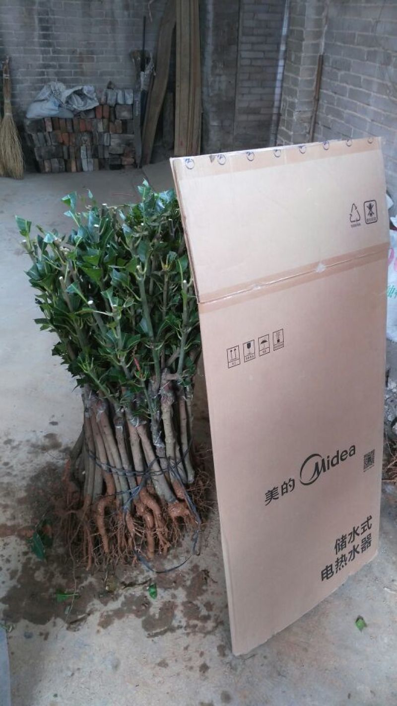 金煌芒树苗1~1.5m