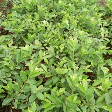 台湾珍珠番石榴苗30~50cm