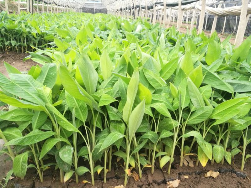 香蕉苗1~2年一级良种