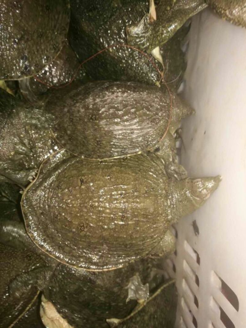 甲鱼苗鱼苗