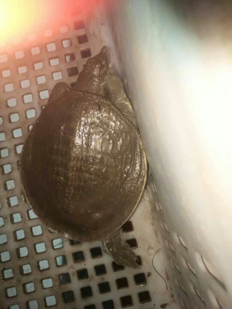 甲鱼苗鱼苗