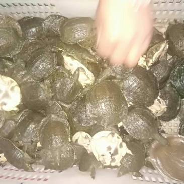 甲鱼苗鱼苗