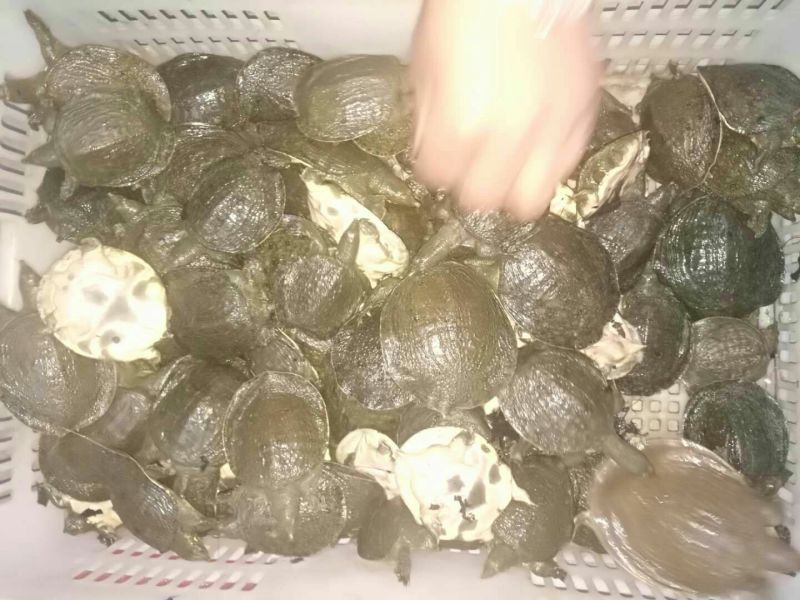 甲鱼苗鱼苗